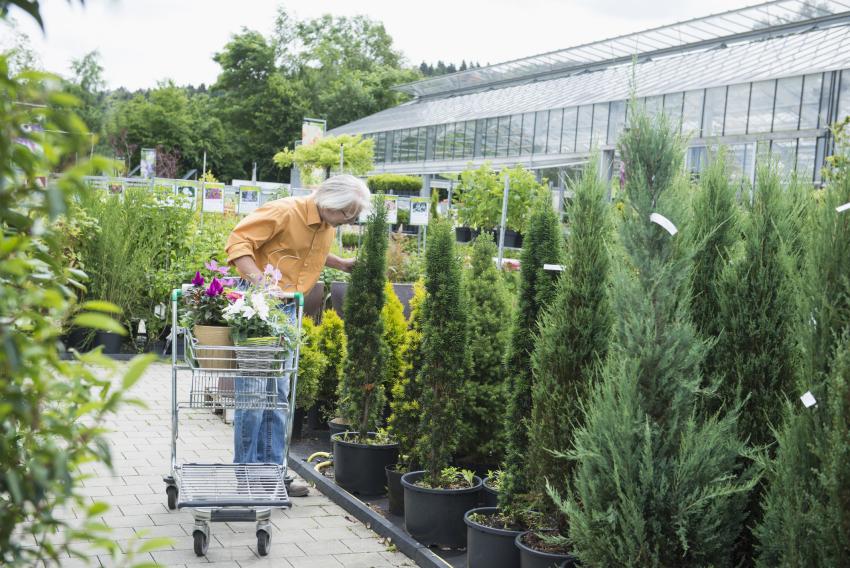 12 Low Maintenance Evergreen Shrubs For Year Round Foliage Lovetoknow 12 Low Maintenance Evergreen Shrubs For Year Round Foliage Lovetoknow