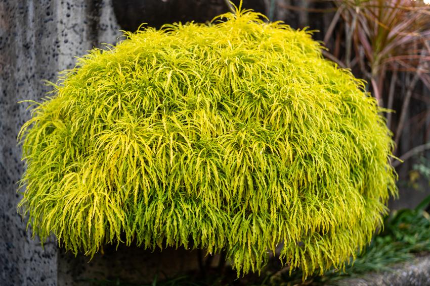 12 LowMaintenance Evergreen Shrubs for YearRound Foliage LoveToKnow