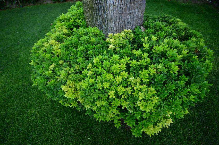 12 Low Maintenance Evergreen Shrubs For Year Round Foliage Lovetoknow 12 Low Maintenance Evergreen Shrubs For Year Round Foliage Lovetoknow