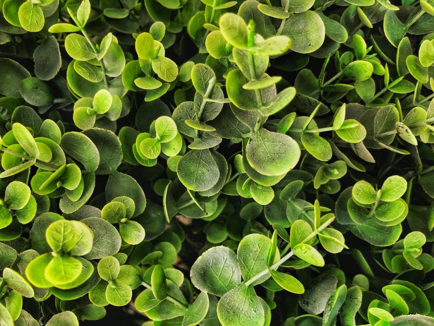 12 Low Maintenance Evergreen Shrubs For Year Round Foliage Lovetoknow 12 Low Maintenance Evergreen Shrubs For Year Round Foliage Lovetoknow