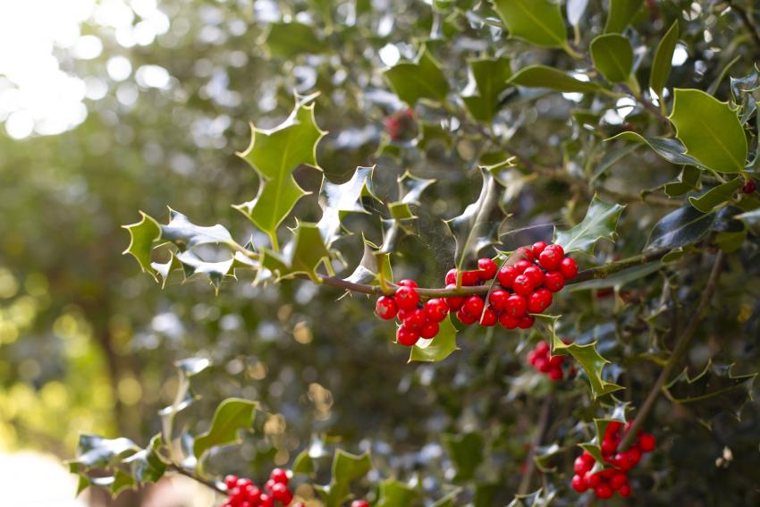 12 LowMaintenance Evergreen Shrubs for YearRound Foliage LoveToKnow