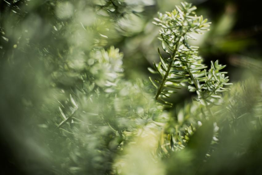12 Low Maintenance Evergreen Shrubs For Year Round Foliage Lovetoknow 12 Low Maintenance Evergreen Shrubs For Year Round Foliage Lovetoknow