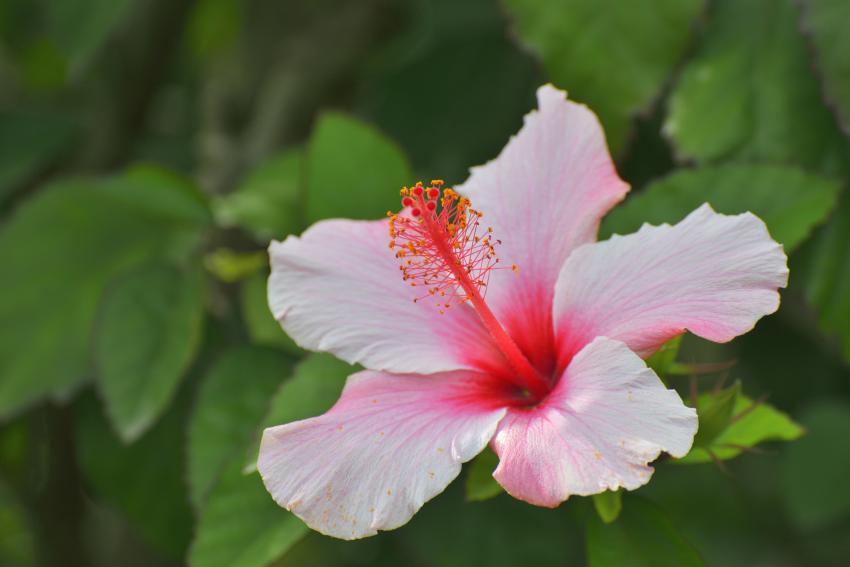 12 Outdoor Plants That Give Your Garden a Tropical Vibe LoveToKnow