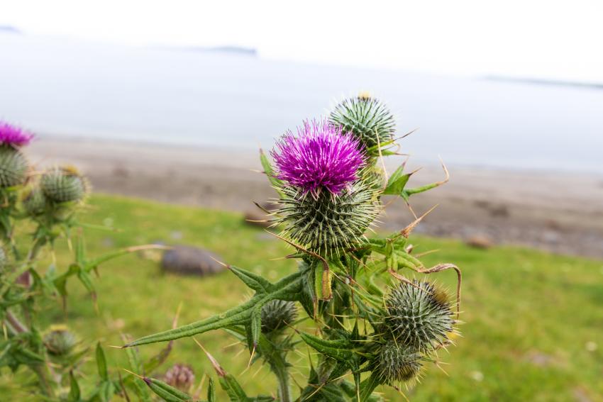 The Most Invasive Plants in Every State LoveToKnow