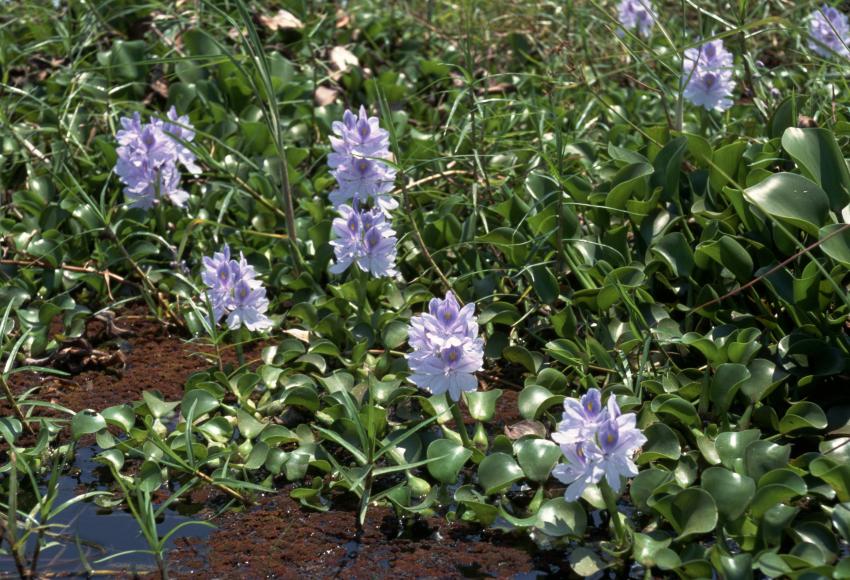 The Most Invasive Plants in Every State LoveToKnow