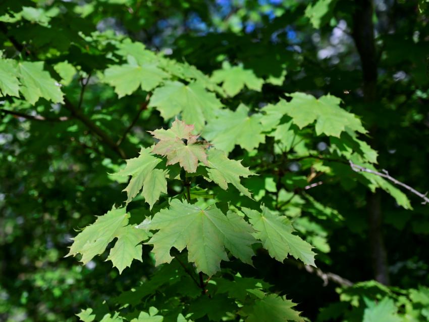 The Most Invasive Plants in Every State LoveToKnow