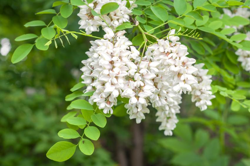 The Most Invasive Plants in Every State LoveToKnow