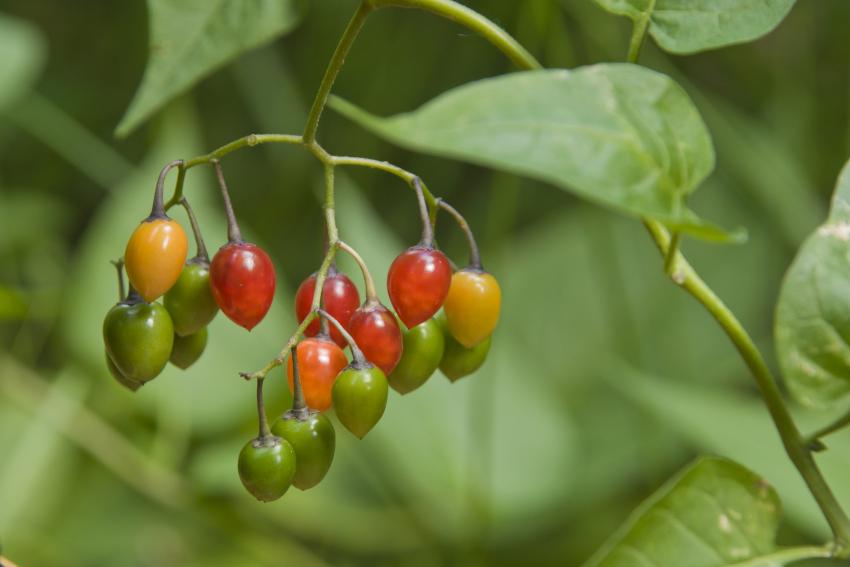 The Most Invasive Plants in Every State LoveToKnow