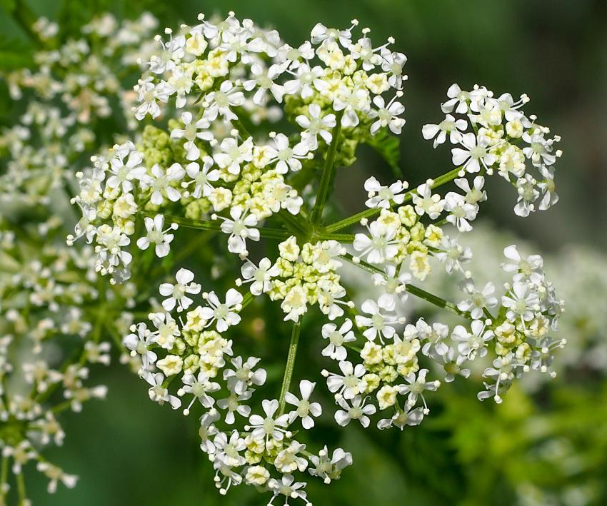 The Most Invasive Plants in Every State LoveToKnow