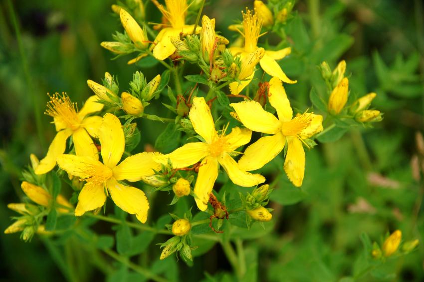 The Most Invasive Plants in Every State LoveToKnow