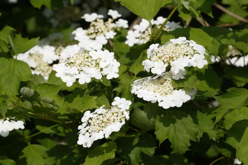 The Most Invasive Plants in Every State LoveToKnow