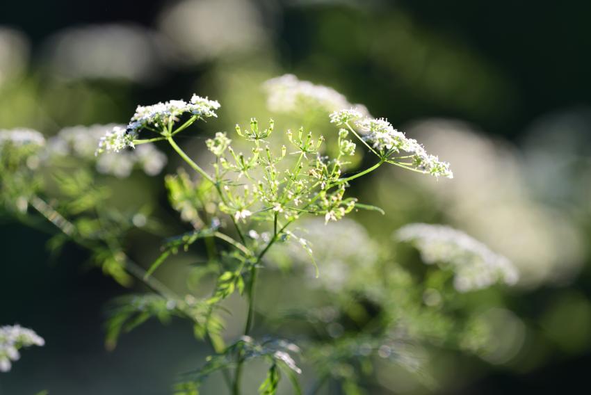The Most Invasive Plants in Every State LoveToKnow