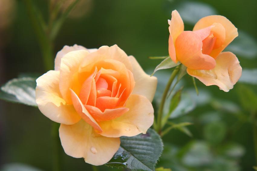 Meaning & Symbolism of Different Color Roses LoveToKnow