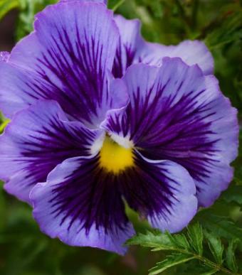 purple pansy