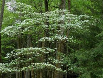  dogwood is an understory tree