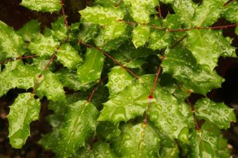 wet holly leaves