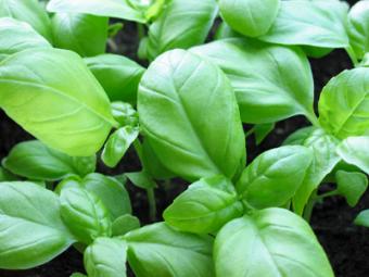 basil garden