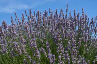 lavender garden