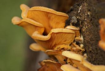 bracket fungi