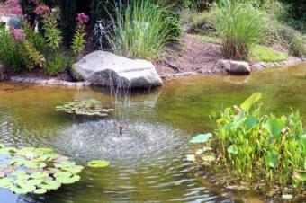 water garden with fountain