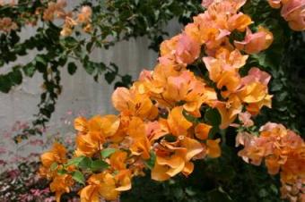  Bougainvillea