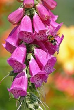 Bee on Foxglove