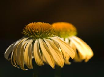 Echinacea_Sunrise.jpg