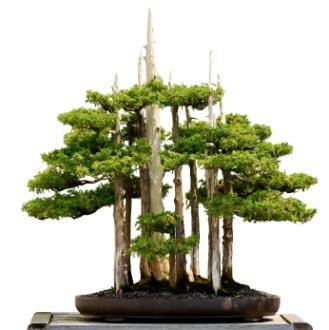 Epic_Bonsai.jpg