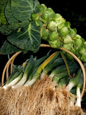 Winter garden vegetables