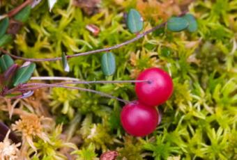 growing cranberries, cranberry plants