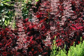 Shade Loving Coral Bells and Other Plants