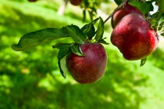 Planting Apple Trees Lovetoknow