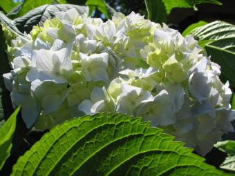 Hydrangea provide summer blossoms and fall color