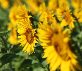 Golden sunflowers