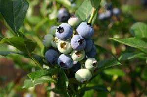 Blueberry bush