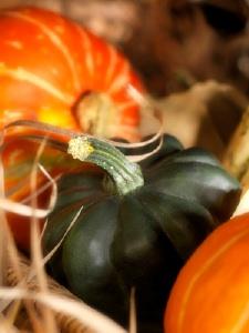 Acorn Squash Growing