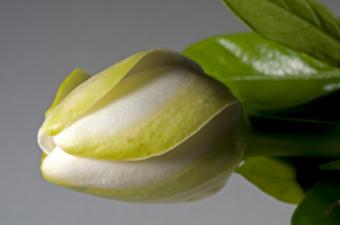 closeup of gardenia bud