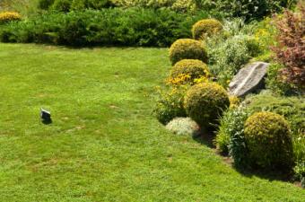 shrubs in front of house