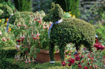 https://cf.ltkcdn.net/garden/images/slide/112020-547x360-Dogtopiary.jpg