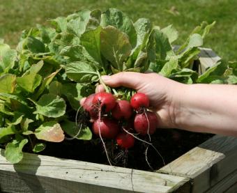 https://cf.ltkcdn.net/garden/images/slide/112153-767x626-08radishes.jpg