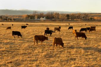 https://cf.ltkcdn.net/garden/images/slide/112157-850x565-03cattle.jpg