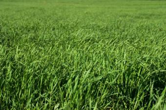 https://cf.ltkcdn.net/garden/images/slide/112162-849x565-08covercrop.jpg