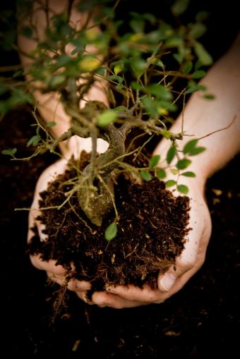 https://cf.ltkcdn.net/garden/images/slide/112164-566x848-02tree.jpg