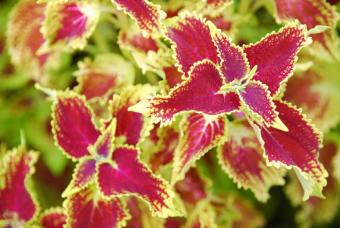 https://cf.ltkcdn.net/garden/images/slide/112168-847x567-coleus.jpg