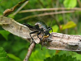 https://cf.ltkcdn.net/garden/images/slide/112192-799x601-Ground-Beetle.jpg