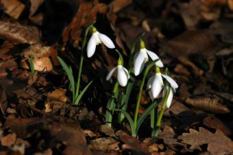 https://cf.ltkcdn.net/garden/images/slide/112225-850x565-Snowdrops.jpg