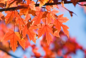 https://cf.ltkcdn.net/garden/images/slide/112236-847x567-Orange-Leaves.jpg