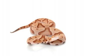 https://cf.ltkcdn.net/garden/images/slide/112278-849x565-Copperhead.jpg