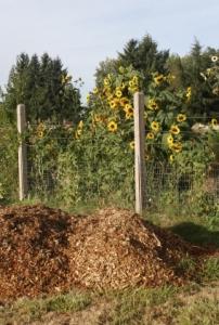 Mulch pile