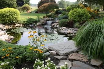 plants with a water feature